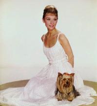 Yorkshire Terrier - Audrey Hepburn with Mr Famous