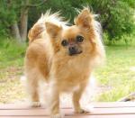 Best Pets - Chihuahua